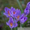 Crocus vernus Frühlings Krokus Crocus 2.jpg