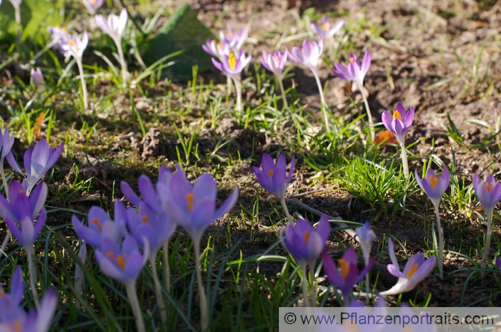 Crocus vernus Frühlings Krokus Crocus 3.jpg