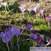 Crocus vernus Frühlings Krokus Crocus 3.jpg