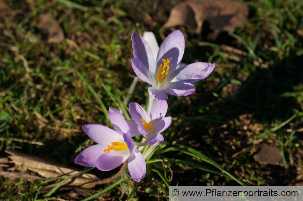 Crocus vernus Frühlings Krokus Crocus 4.jpg