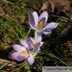 Crocus vernus Frühlings Krokus Crocus 4.jpg