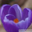 Crocus vernus Frühlings Krokus Crocus.jpg