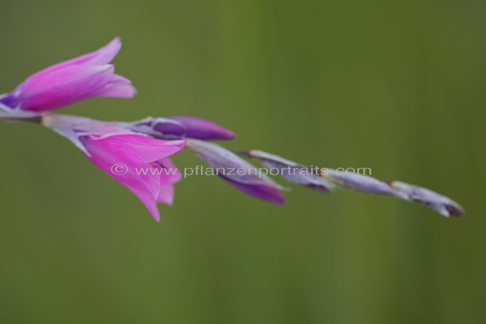 Dierama dracomontanum Hairbells 2.jpg