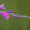 Dierama dracomontanum Hairbells 2.jpg