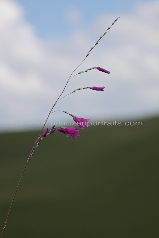 Dierama dracomontanum Hairbells 3.jpg