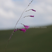 Dierama dracomontanum Hairbells 3.jpg