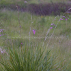 Dierama dracomontanum Hairbells.jpg