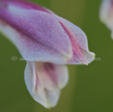 Gladiolus crassifolius Thick leaved Gladiolus 2.jpg