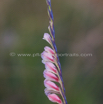 Gladiolus crassifolius Thick leaved Gladiolus.jpg