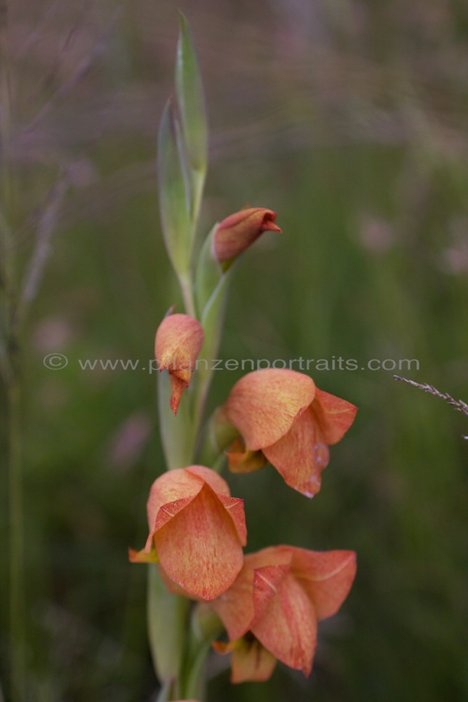 Gladiolus densiflorus.jpg