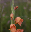 Gladiolus densiflorus.jpg