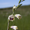 Gladiolus papilio Butterfly Gladiolus.jpg