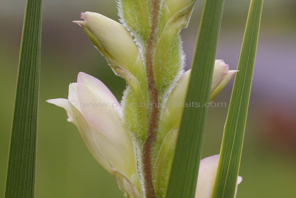 Gladiolus sericeovillosus Large Speckled Gladiolus 2.jpg