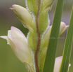 Gladiolus sericeovillosus Large Speckled Gladiolus 2.jpg