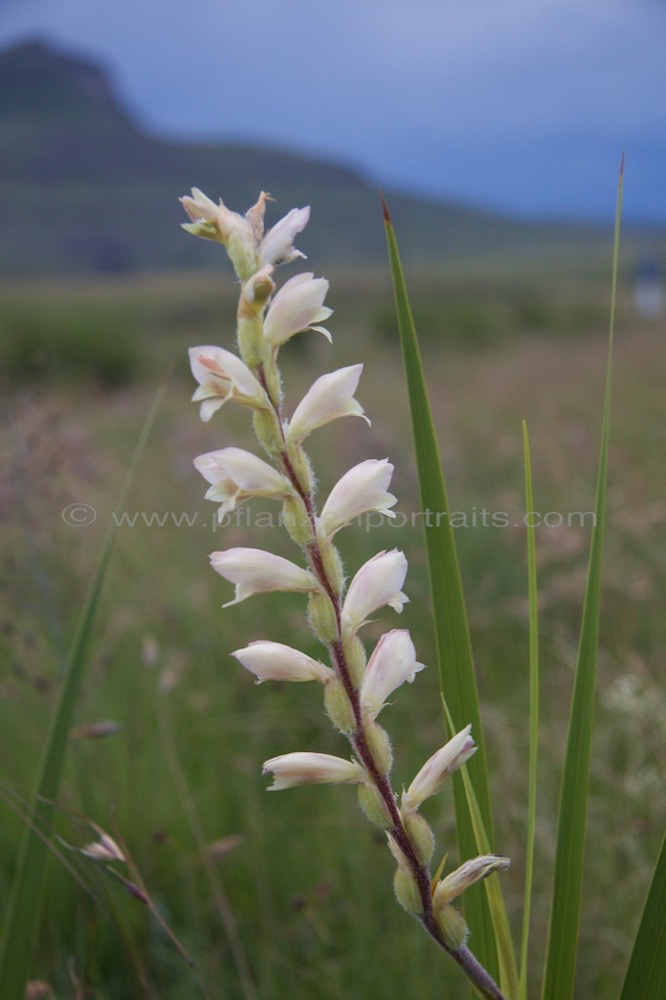 Gladiolus sericeovillosus Large Speckled Gladiolus 4.jpg