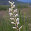 Gladiolus sericeovillosus Large Speckled Gladiolus 4.jpg