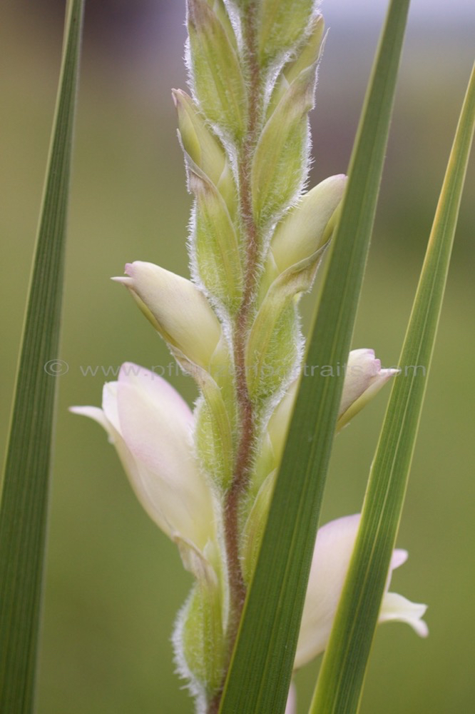 Gladiolus sericeovillosus Large Speckled Gladiolus.jpg