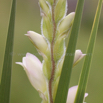 Gladiolus sericeovillosus Large Speckled Gladiolus.jpg