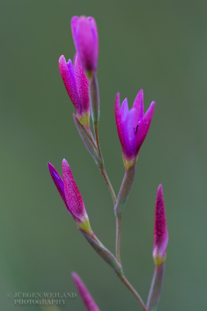 Hesperantha baurii 2.jpg