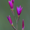 Hesperantha baurii 2.jpg