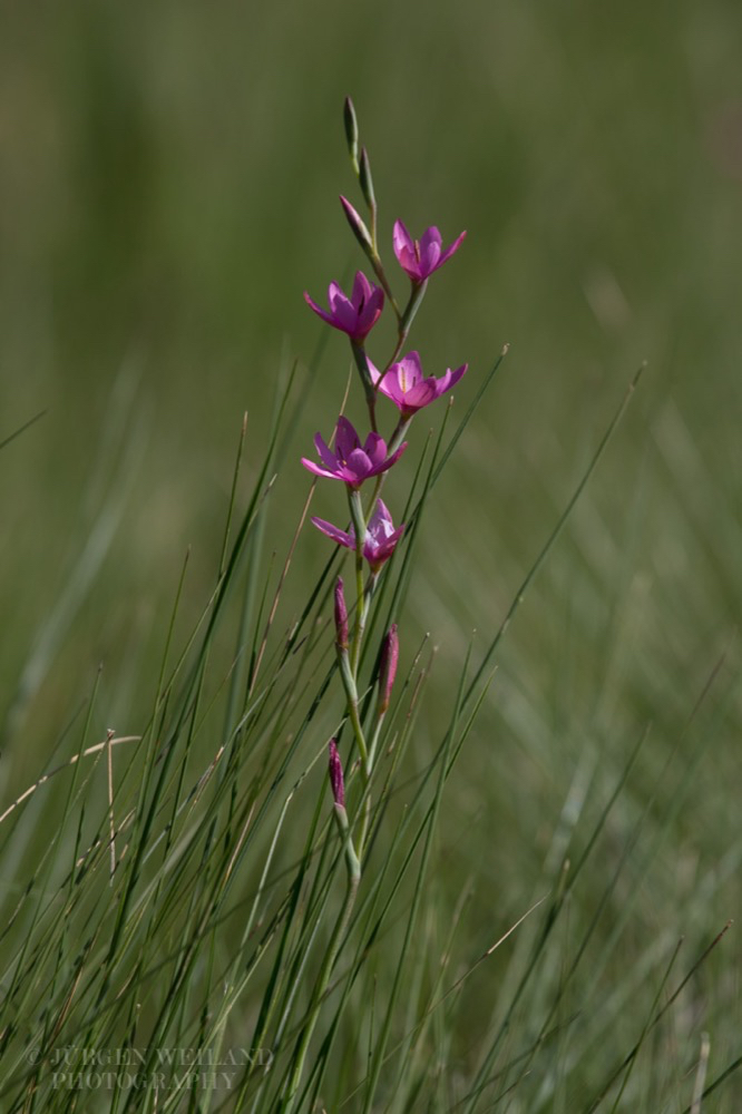 Hesperantha baurii 3.jpg