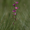 Hesperantha baurii 3.jpg