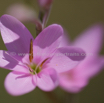 Hesperantha baurii 4.jpg