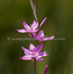 Hesperantha baurii.jpg