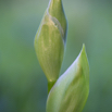 Iris germanica 3.jpg