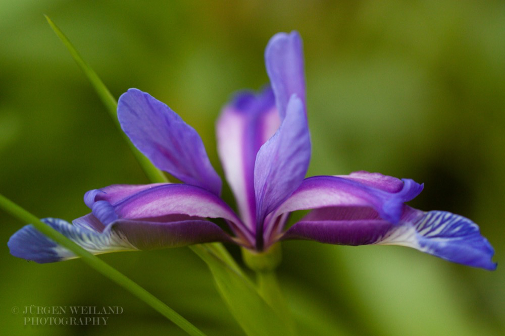 Iris graminea Grassblättrige Iris Grass Leaved Flag 2.jpg