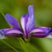 Iris graminea Grassblättrige Iris Grass Leaved Flag 2.jpg