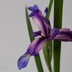 Iris graminea Grassblättrige Iris Grass Leaved Flag.jpg