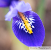 Iris reticulata Kleine Netzblattiris Netted Iris.jpg