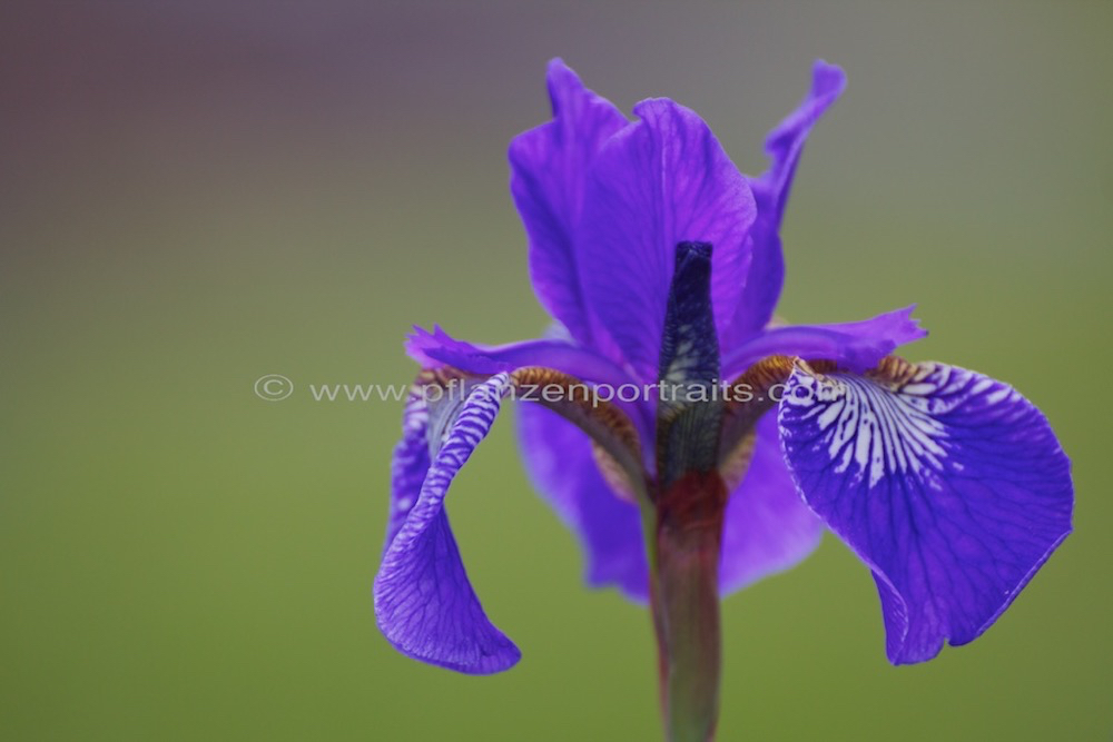 Iris sibirica Sibirische Iris 2.jpg