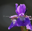 Iris sibirica Sibirische Iris 3.jpg