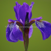 Iris sibirica Sibirische Iris.jpg
