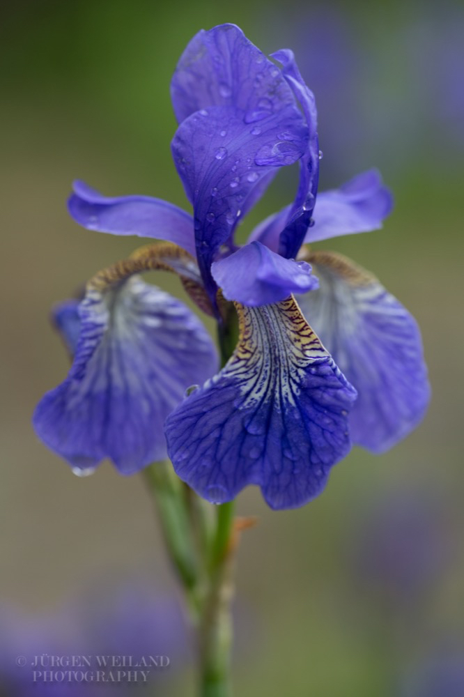 Iris sibirica Sibirische Schwertlilie.jpg