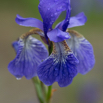 Iris sibirica Sibirische Schwertlilie.jpg