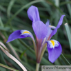 Iris unguicularis Winter Iris Algerian Iris Winter Iris 2.jpg