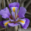 Iris unguicularis Winter Iris Algerian Iris Winter Iris.jpg