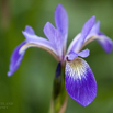 Iris versicolor.jpg