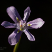 Moraea inclinata Nodding Wild Iris 2.jpg