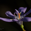 Moraea inclinata Nodding Wild Iris.jpg