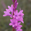 Watsonia densiflora Natal Watsonia 2.jpg