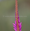 Watsonia densiflora Natal Watsonia.jpg