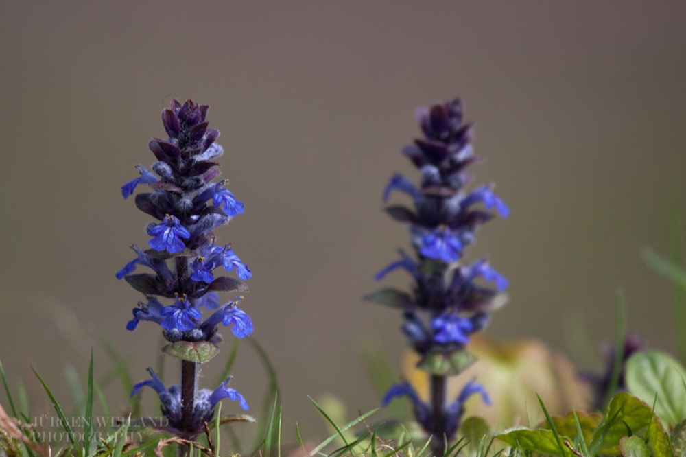 Ajuga reptans Kriechender Günsel Bugle.jpg
