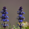 Ajuga reptans Kriechender Günsel Bugle.jpg