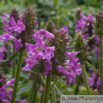 Betonica officinalis Stachys officinalis Heil-Ziest Betony_Bishops Wort.jpg