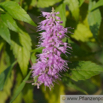 Elsholtzia stauntonii Chinesische Kammminze Mint Bush.jpg