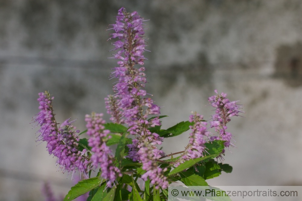 Elsholtzia stauntonii Chinesische Kammminze Mint Bush_1.jpg